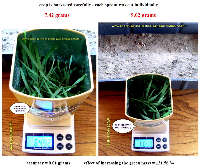 increase in the rate of wheat growing increase ithe harvest index