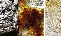 sapropel homogenization of the dispersion of sapropel